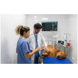 onde marcar cirurgia de patela em cachorro São Luiz