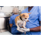 onde marcar cirurgia hérnia de disco cachorro Castro