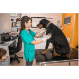 onde marcar consulta veterinária gato Biscaia