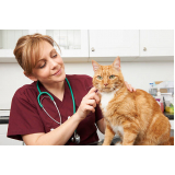 onde marcar consulta veterinária para gato Colonia Dona Luzia