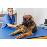 onde tem fisioterapia para cachorro com artrose Abapã