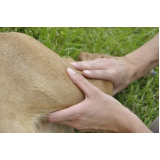 onde tem fisioterapia para cachorro de médio porte Uvaia