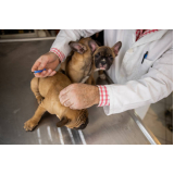 onde tem vacina antirrábica para cães Biscaia