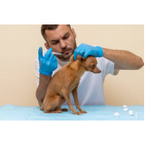 onde tem vacina contra raiva para cachorro Guarauninha