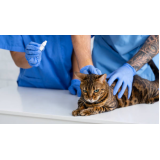 serviço de fisioterapia para gatos com problema renal Irati
