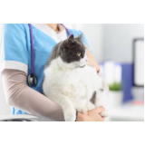 serviço de fisioterapia para gatos com problemas cardíacos Oficinas