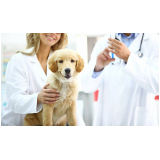 vacina antirrábica cachorro clínica Colônia