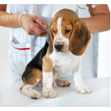 vacina antirrábica cachorro Castro