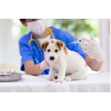 vacina antirrábica em cachorro clínica Sete Saltos