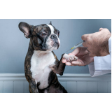 vacina antirrábica em cachorro Imbituva