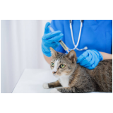 vacina antirrábica gato clínica Fernandes Pinheiro