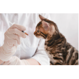 vacina antirrábica gato Cara-cara