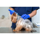 vacina antirrábica para cachorro clínica São Manuel