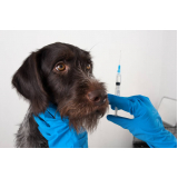 vacina antirrábica para cachorro Taquaruçu