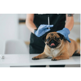 vacina antirrábica para cães marcar Jaguariaíva
