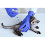 vacina antirrábica para gato agendar Abapã