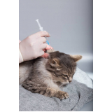 vacina antirrábica para gato marcar Teixeira Soares