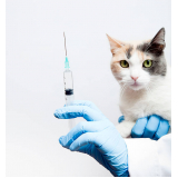 vacina antirrábica para gatos consultório Jardim Carvalho