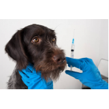 vacina contra leishmaniose canina clínica Nova Rússia