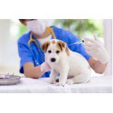 vacina contra leishmaniose canina consultório Jardim Carvalho