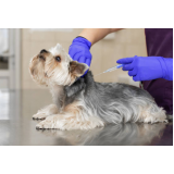 vacina contra leishmaniose canina Passo do Pupo