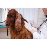 vacina contra raiva cachorro consultório Tronco