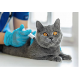 vacina contra raiva felina agendar Ponta Grossa