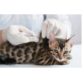 vacina contra raiva felina Santa Cruz