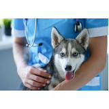 vacina contra raiva gato clínica Nova Rússia