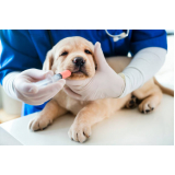 vacina contra raiva para cachorro marcar Olarias