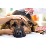 Vacina Antirrábica Cachorro