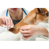 vacina da raiva cachorro clínica Pugas de Cima