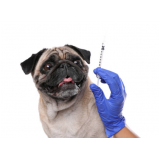 vacina da raiva cachorro consultório Passo do Pupo
