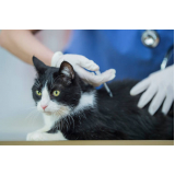 vacina da raiva para gatos consultório Tronco