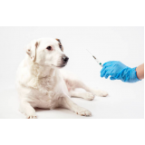 vacina de filhote de cachorro clínica Cara-cara
