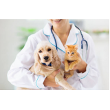 vacina de filhote de cachorro consultório Guaragi