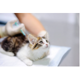 vacina de gato clínica Três córregos