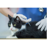 vacina de gato marcar Sete Saltos