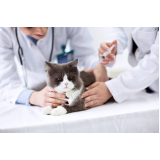 vacina de gato Passo do Pupo
