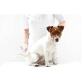 vacina de gripe para cachorro Estrela