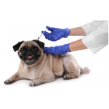 vacina de raiva cachorro clínica Santa Cruz