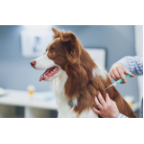 vacina de raiva cachorro consultório Ipiranga