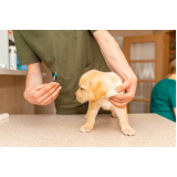 vacina de raiva para cachorro marcar Oficinas