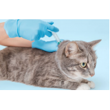 vacina de raiva para gato marcar Olarias