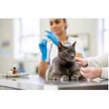 vacina de raiva para gato Tronco