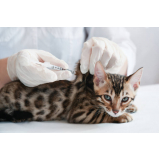vacina de raiva para gatos marcar Órfãs