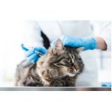 vacina fiv felv para gato marcar Chapada