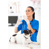 Vacina contra Raiva para Cachorro Centro de Ponta Grossa