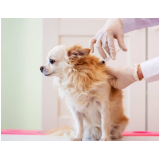 vacina para cachorro v10 Colonia Dona Luzia