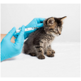 vacina para filhote de gato marcar Olarias